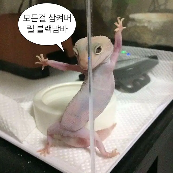 HeftyLaugh7605의 김규빈