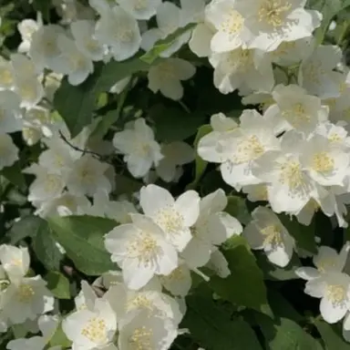Profile image of 백 설