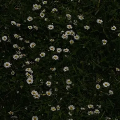 Profile image of 타카하시 렌