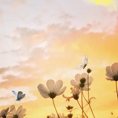 Profile image of 라온