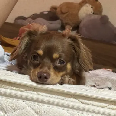 Profile image of 모나카