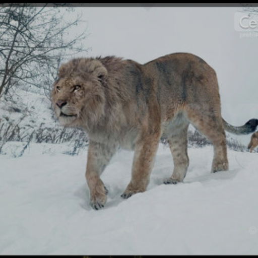 Cave Lion 대표 이미지