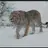 Cave Lion