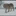 Cave Lion