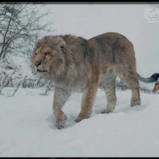 Cave Lion