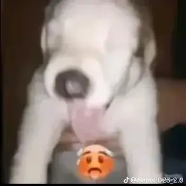 Profile image of Perro