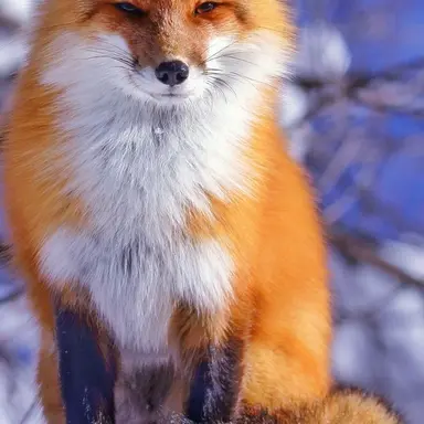 Profile image of 여우