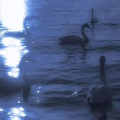 Profile image of 행크