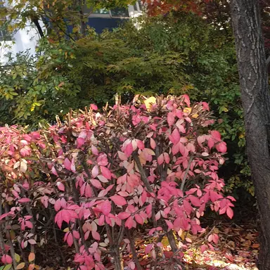 Profile image of 냥보리