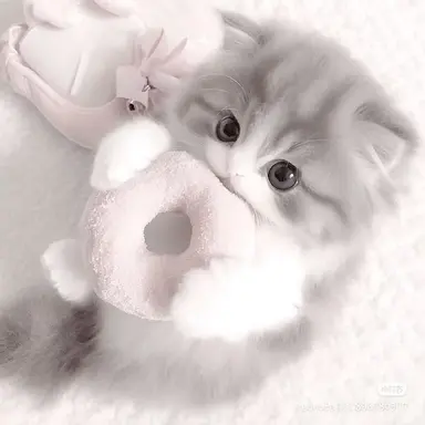 Profile image of のこ