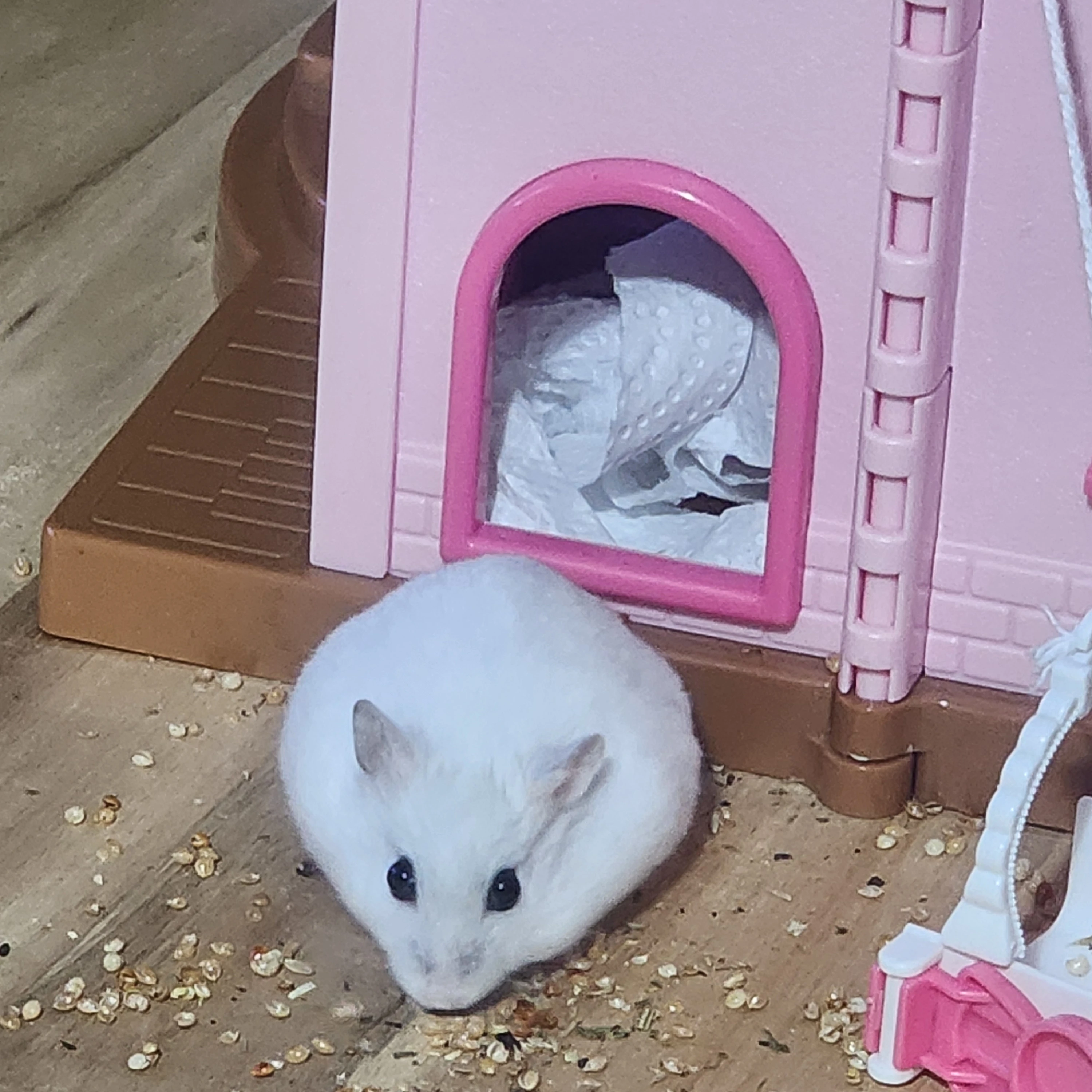 인예은
