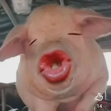Profile image of 여우