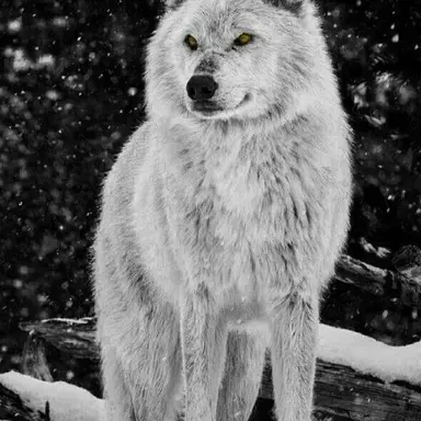 Profile image of Stormfang