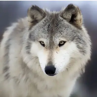 Profile image of 늑대