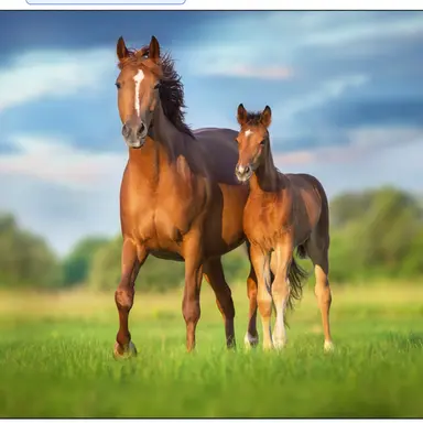 Profile image of チャグチャグ馬コ