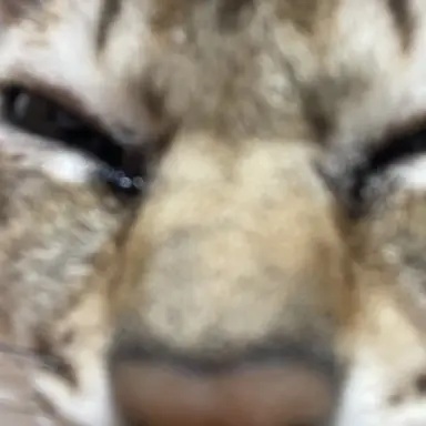 Profile image of くーちゃん