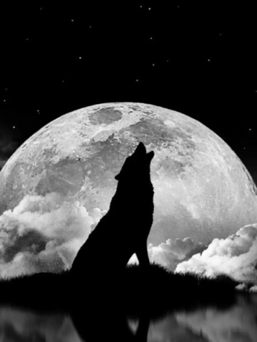 VioletJam2373의 狼青年と迷い込んだ森