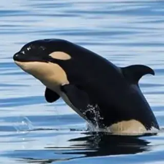 Profile image of Harold
