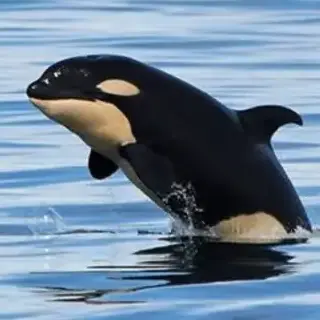 Profile image of June
