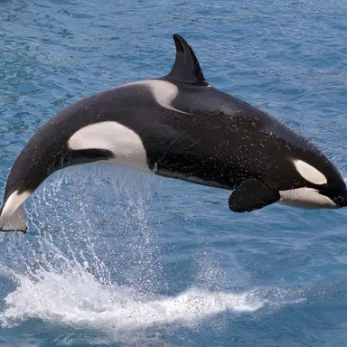Profile image of Meemaw