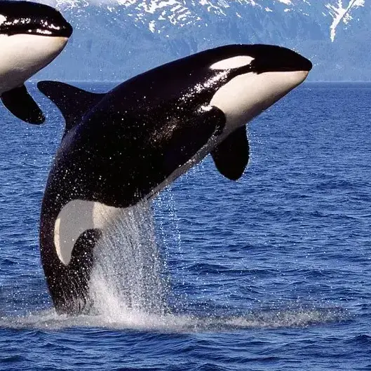 HiyaSh의 Orca family