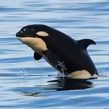 Profile image of Katie
