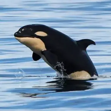 Profile image of Andres