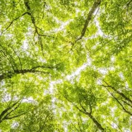 FeebleVeery8903의 사생수 수인 학교!