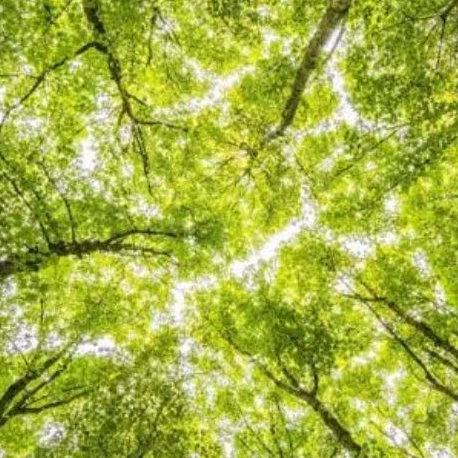 사생수 수인 학교