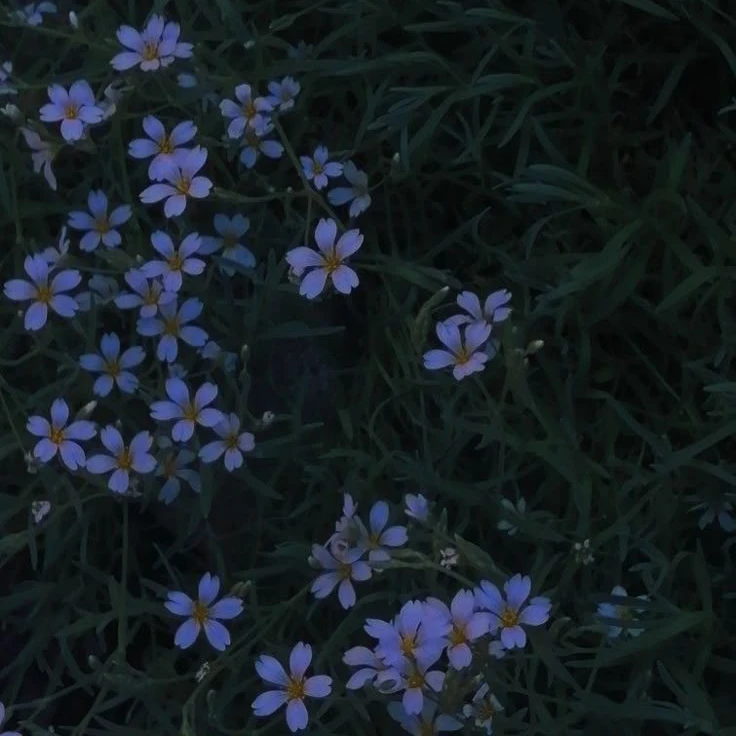 예령화