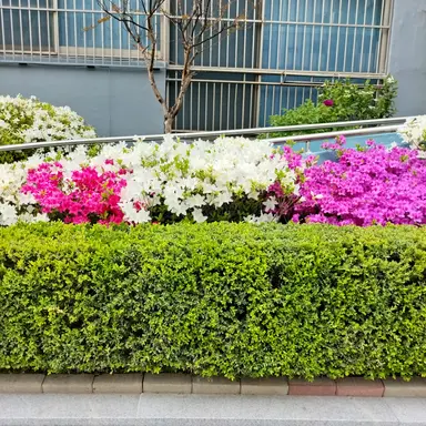 Profile image of 모양몬