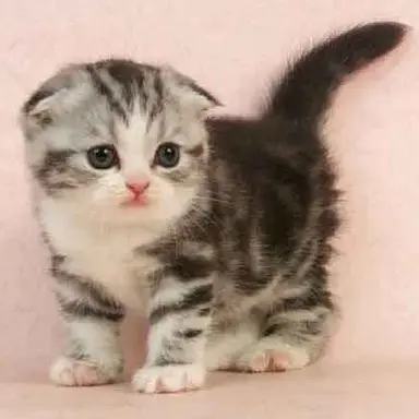 Profile image of 김두부