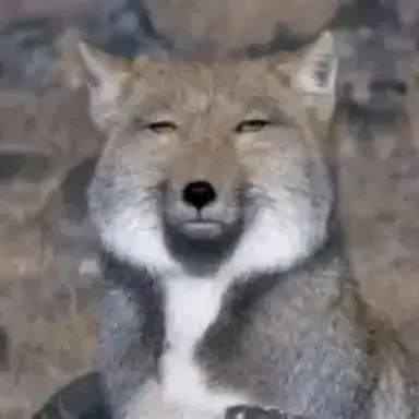 Profile image of 늑대
