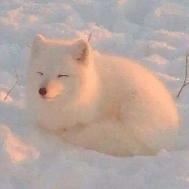 Profile image of Snowball