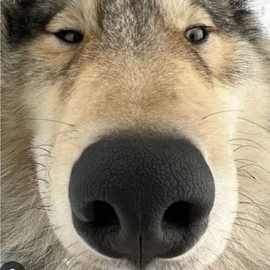 Profile image of 늑대