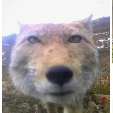 Profile image of 여우