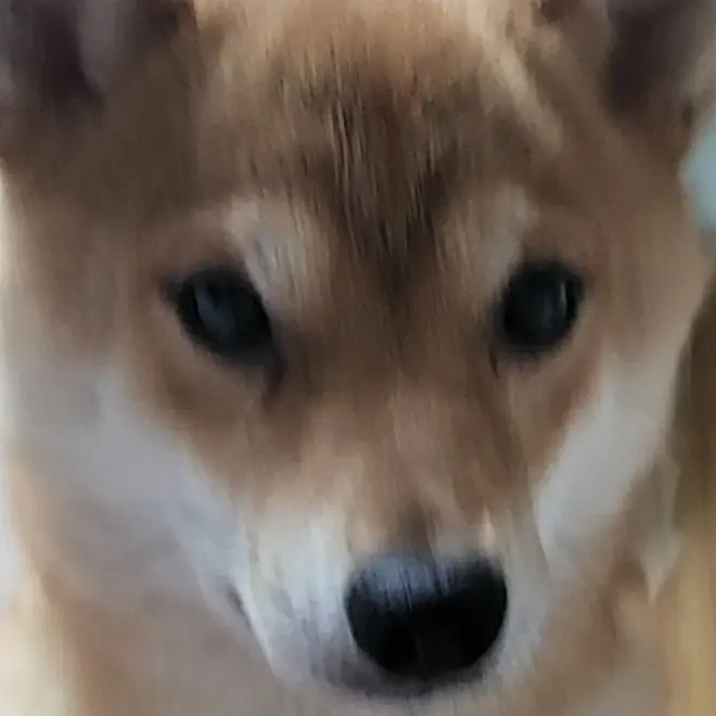 Shelly_love의 꽥꽥탐험대 오징어게임