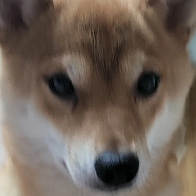 꽥꽥탐험대