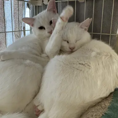 Profile image of ソ連