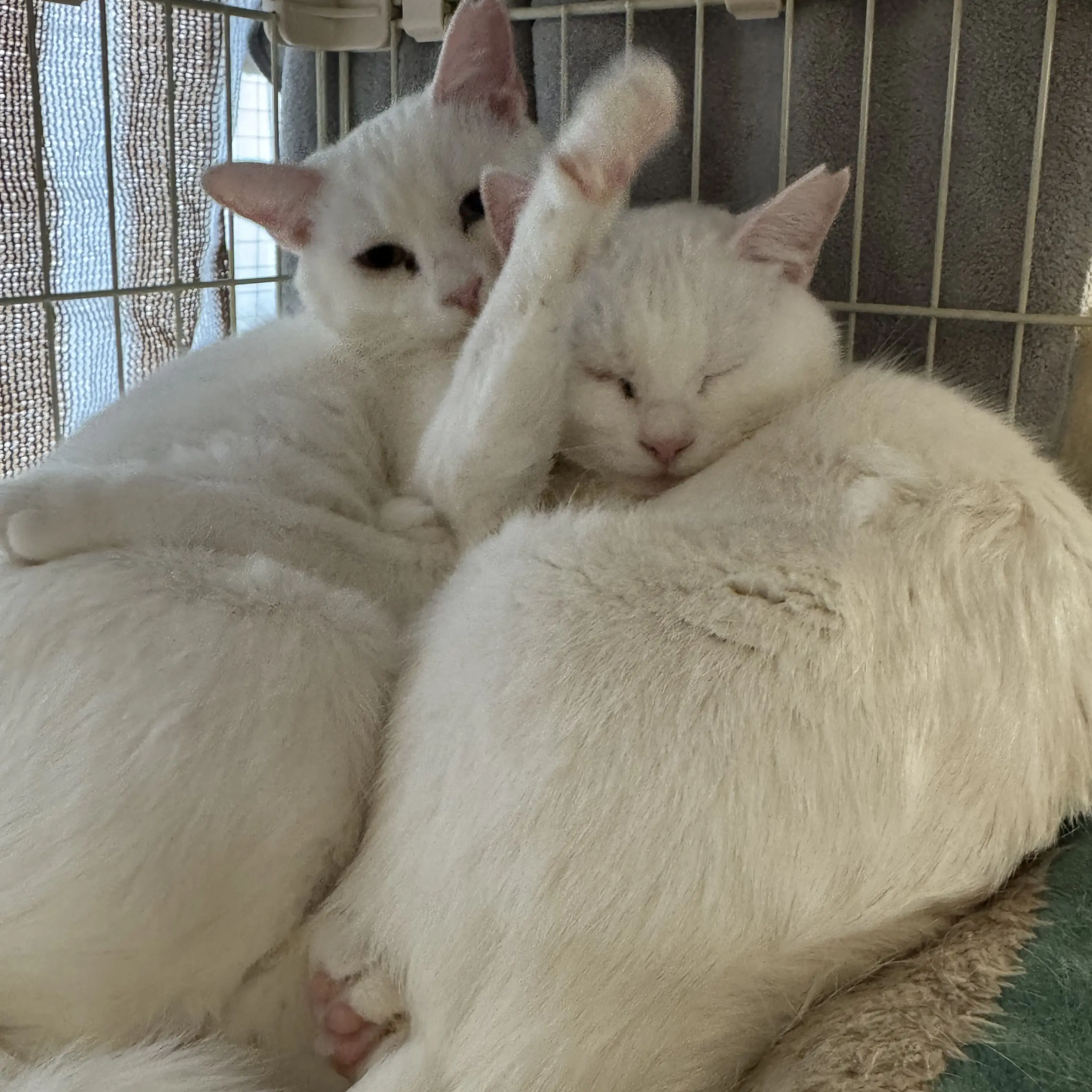 gomisuteba의 獣人（人外）ペットショップ