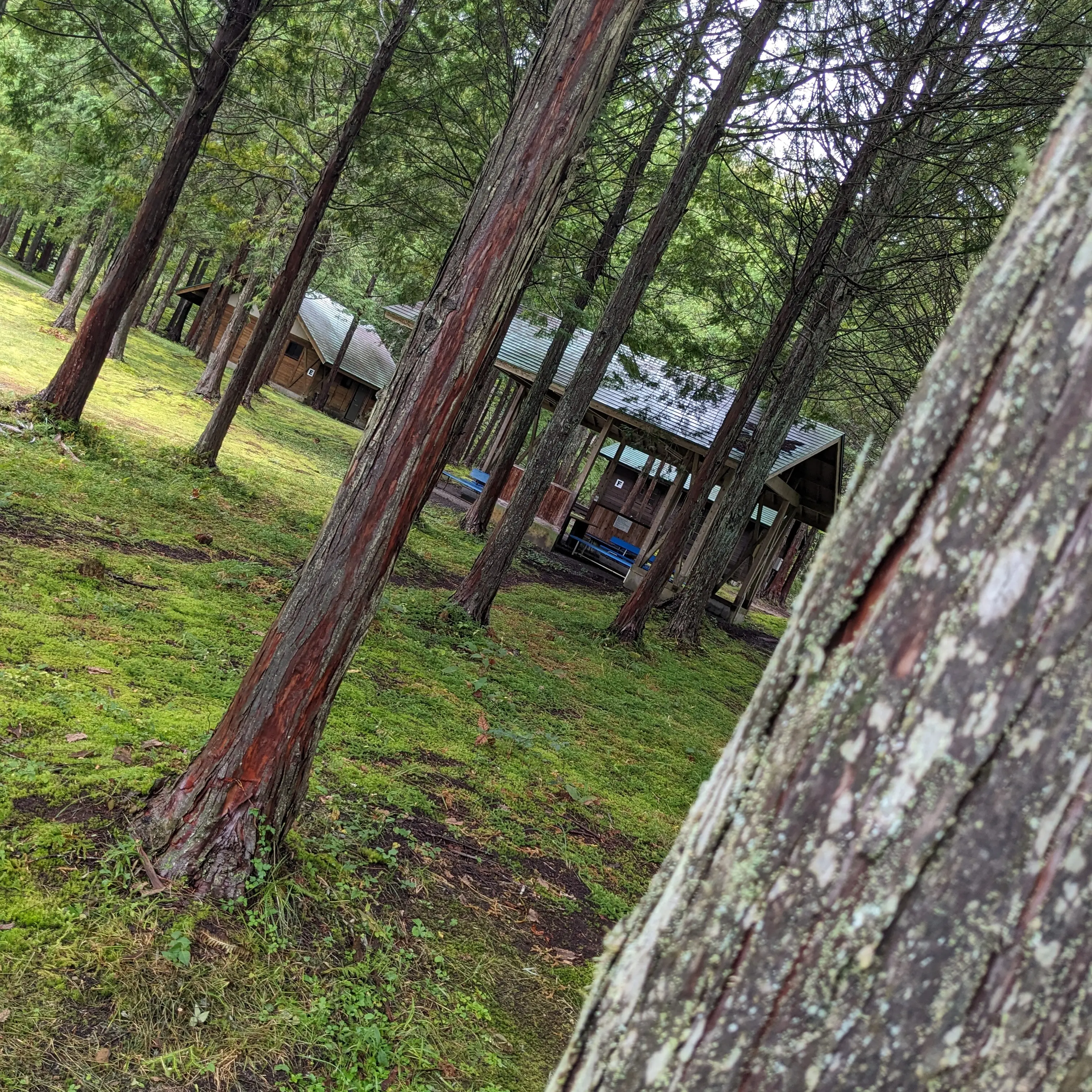 RipeOre8954의 世界を止めれる能力がある世界