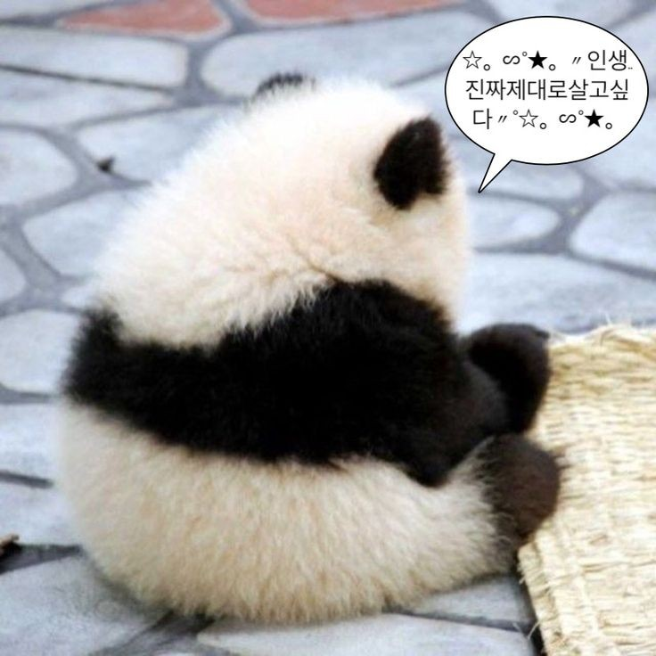 샤호 대표 이미지