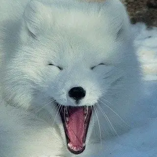 Profile image of 백설이