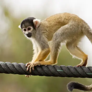 Profile image of 원숭이