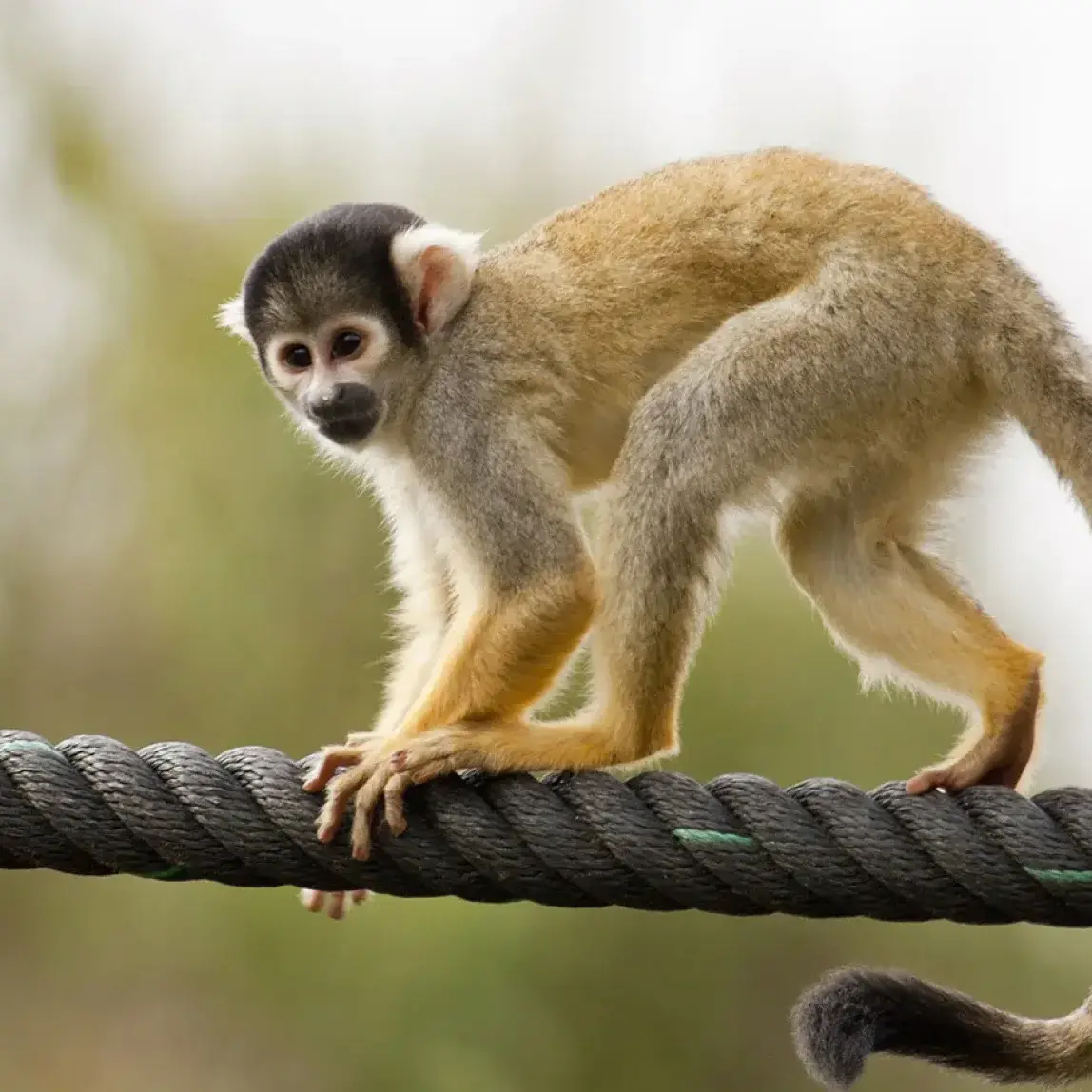 StrawberryMilk89의 원숭이