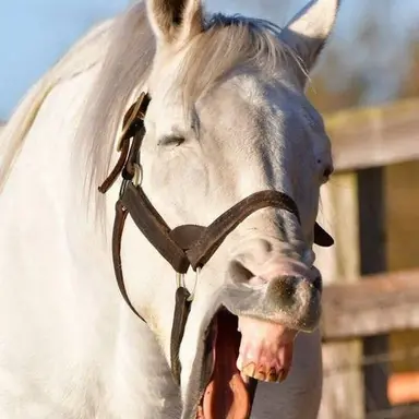 Profile image of 몽실이