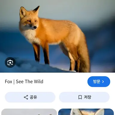 Profile image of 여우