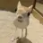 이로똥이