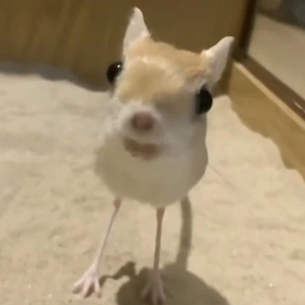 이로똥이