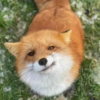 Profile image of 여우